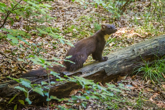 So vermeiden Sie unerwünschten Besuch durch Marder in Ihrem Haus