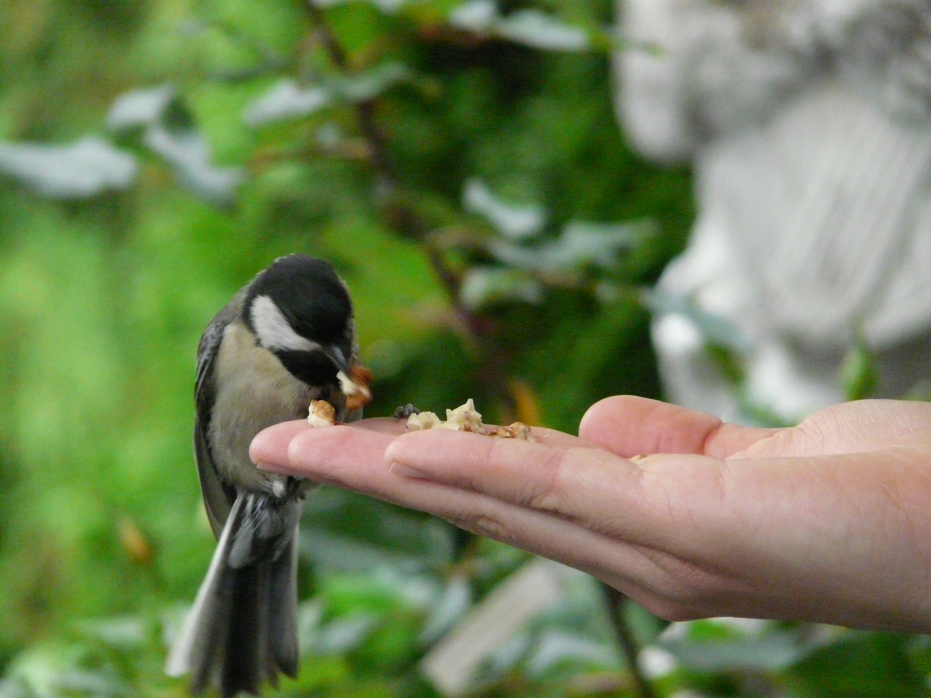 Ein gedeckter Tisch unter dem Reetdach: Jetzt ist es höchste Zeit, Vogelhäuser für den Winter aufzustellen.