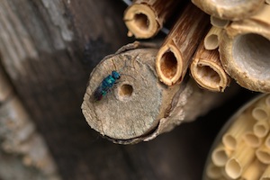 Zum Weltbienentag am 20. Mai noch schnell eine Nisthilfe für geflügelte Nützlinge bauen