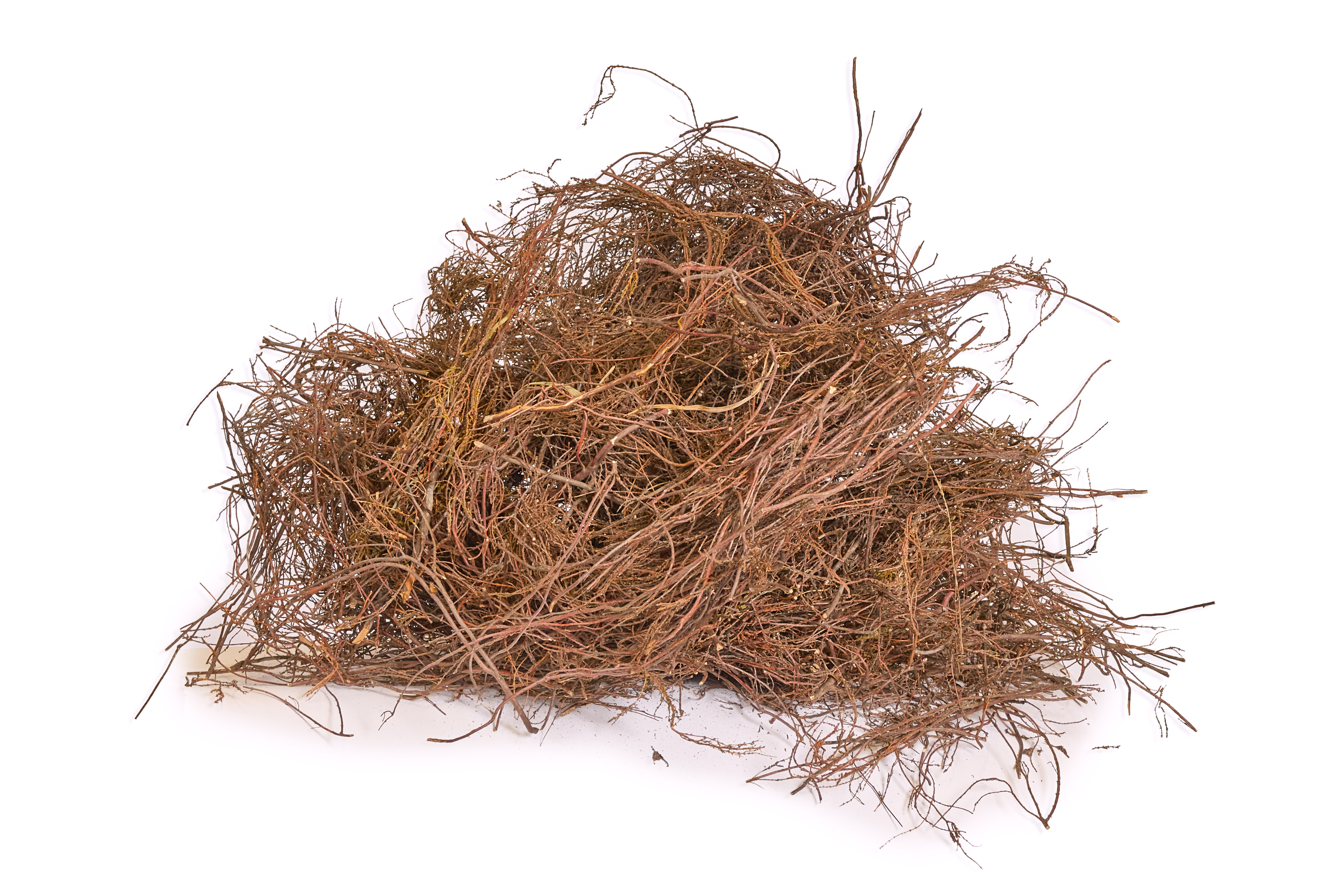 Heidekraut